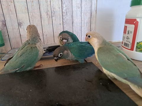  9 Conures molinae 150 66480 Maureillas-las-illas