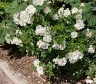  Appartement � vendre 2 pi�ces 38 m�