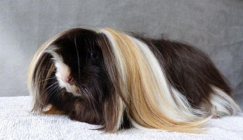 COCHON D INDE PERUVIEN 30 13009 Marseille