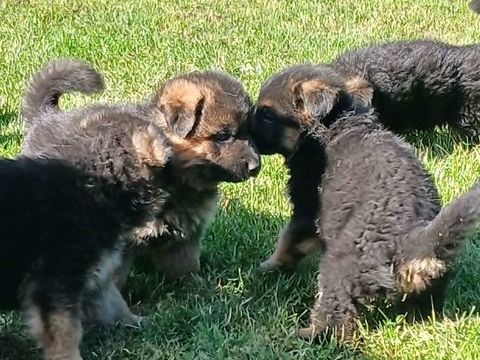 CHIOT BERGER ALLEMAND LOF 1250 28000 Chartres