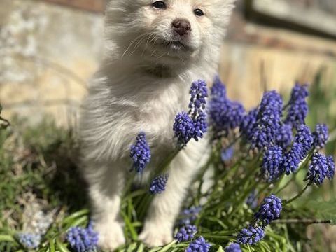 Chiots  mini Pomsky f3 facilit&eacute;es de paiement possible 1500 78490 Montfort-l'amaury