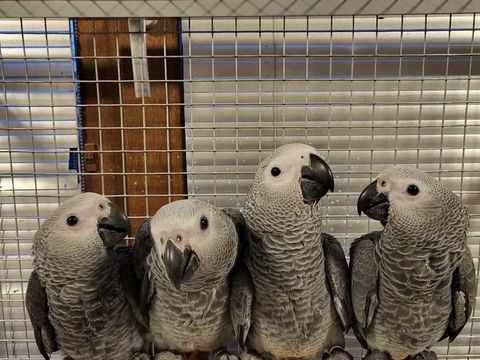 Gris du Gabon 3 mois &eacute;lev&eacute; main sex&eacute; adn test&eacute; maladies  1500 59300 Valenciennes