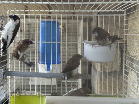 Oiseau moineau du japon 10 93330 Neuilly-sur-marne