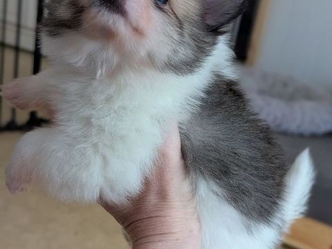 a réserver spitz 1200 17320 Marennes