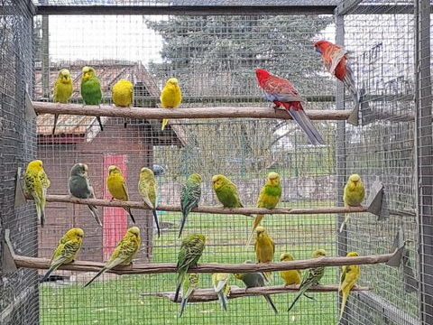 Perruche ondul&eacute;e 12 38110 La tour-du-pin