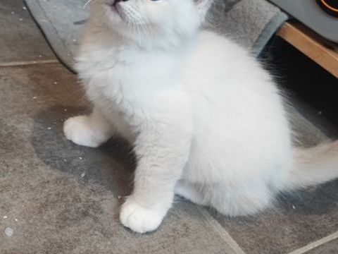 Sacr&eacute; de Birmanie LOOF (Blue) 1300 89310 Annay-sur-serein