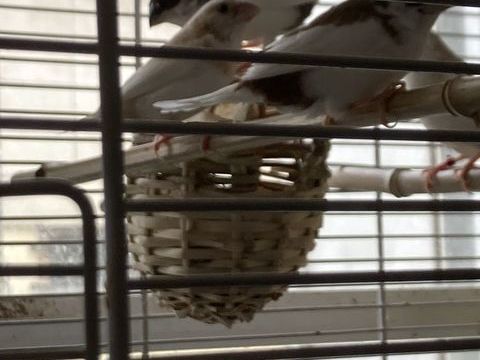 MOINEAUX DU JAPON  30 94140 Alfortville