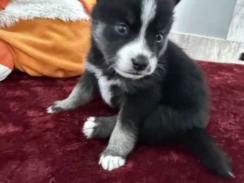 Chiots pomsky &agrave; r&eacute;server 1800 44210 Pornic