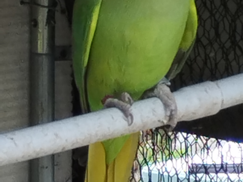 Perruche &agrave; collier M&acirc;le adulte reproducteur 50 77181 Courtry