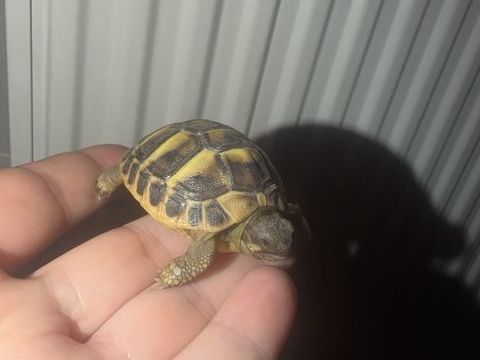 Bb tortue 60 95400 Villiers-le-bel