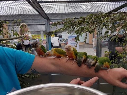 Conure de Molina apprivoisée eam 2024 195 35136 Saint-jacques-de-la-lande