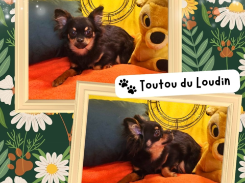 Chiot chihuahua femelle poils longs 600 18140 Pr�cy