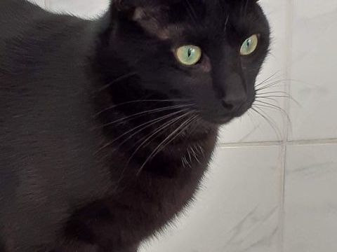 Synik à l'adoption 180 59120 Loos