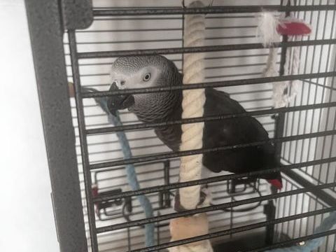 Perroquet gris du Gabon 1700 78300 Poissy