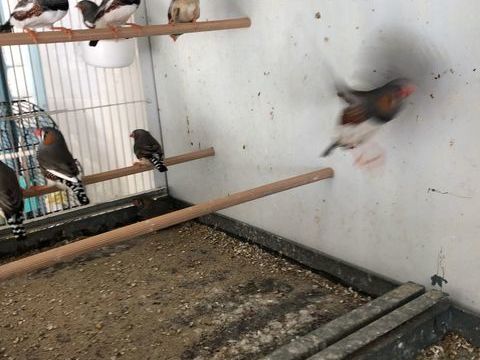 Mandarin 5 17120 Semussac