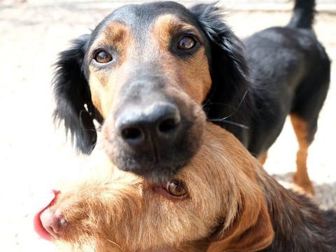 Noa  est &agrave; l'adoption 0 34000 Montpellier