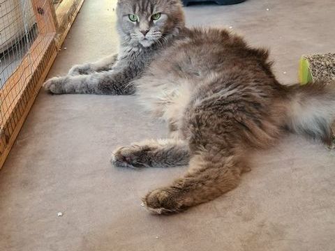 femelle Maine Coon retrait&eacute;e d'&eacute;levage 450 83000 Toulon