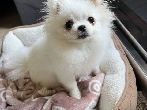 Spitz nain femelle blanche LOF 6 mois 2000 77260 La fert-sous-jouarre