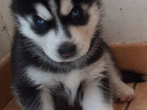 HUSKY MALE LOF YEUX BLEUS 1200 40210 Lüe