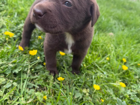 Chiot labrador chocolat 900 77370 Fontenailles