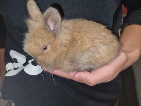 Lapin nain en pleine forme 
35 13190 Allauch