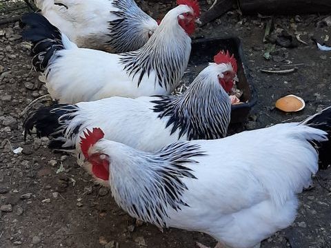 Coqs race Sussex 15 34150 La boissi�re