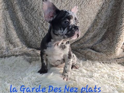 Chiots bouledogues fran&ccedil;ais non LOF 1000 59286 Roost-warendin