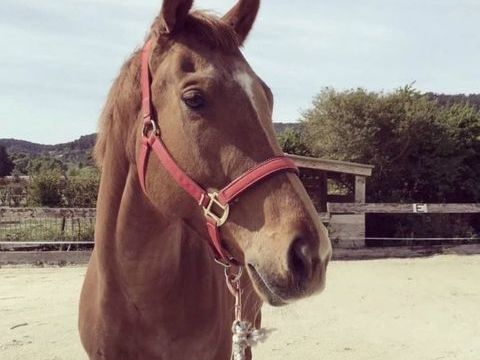 Pur sang anglais 5000 83330 Le beausset