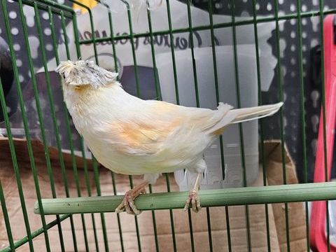 Canaris 2025 25 33140 Villenave-d'ornon