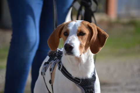 TOBA🩷, chiot petite de 12 kg , un tr&eacute;sor qui r&ecirc;ve de quitter le refuge 220 24140 Douville