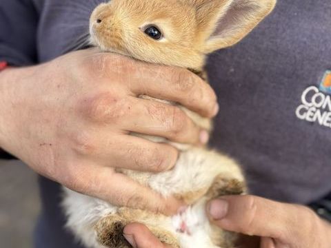 Lapine g&eacute;ant des Flandre X papillons 60 83440 Fayence