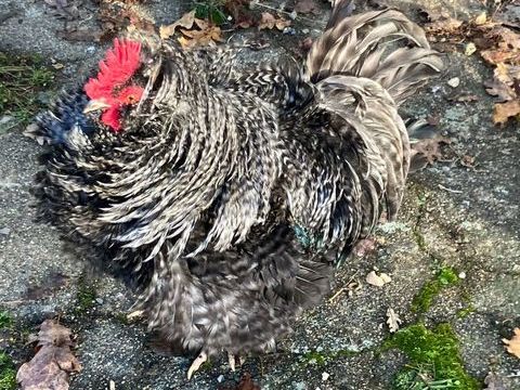 Deux magnifiques coqs  n&eacute;s en 2025. 10 31800 Saint-marcet