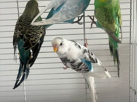 2 couples de perruche 40 49100 Angers