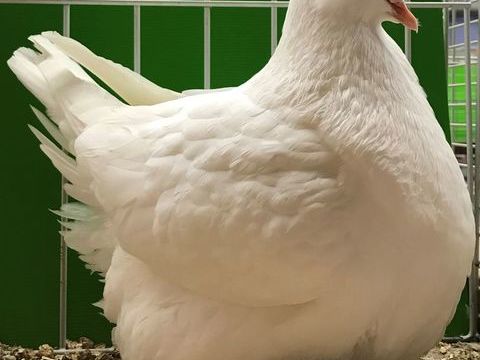 PIGEONS RACE MONDAINS 60 68320 Jebsheim