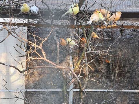 Couples canaris 30 49120 Sainte-christine