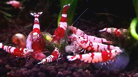 12 Crevettes Cantonensis 30 33170 Gradignan