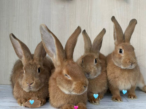Lapins papillons 25 60420 Saint-martin-aux-bois