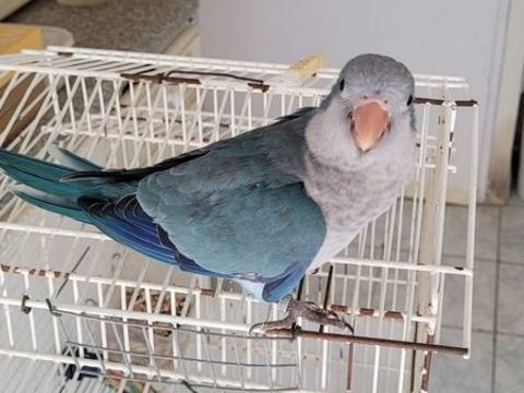 Perruche souris (conure) eam 200 44190 Gétigné