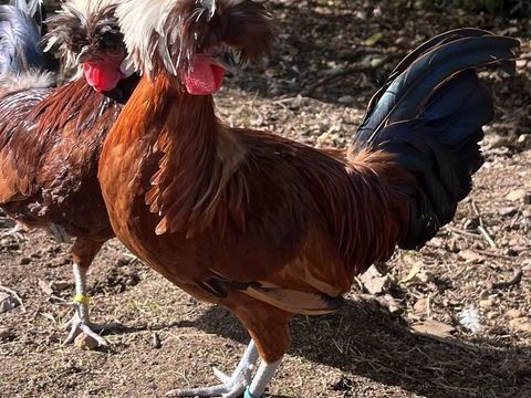 Coqs nains de race Hollandaise hupp&eacute;e  12 24100 Bergerac