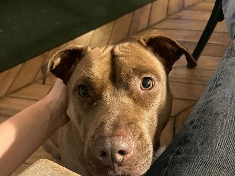 Brooklyn, femelle, Berger X Staffordshire Terrier (Décatégorisée par diagnose), née le 20/04/2022 380 60000 Allonne