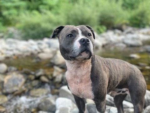 Saillie staffie 0 74800 Saint-pierre-en-faucigny