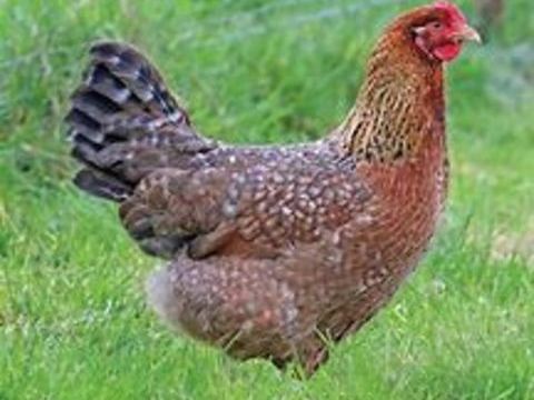 Poule biefelder, idée cadeau anniversaire fêtes des mères 39 77540 Courpalay