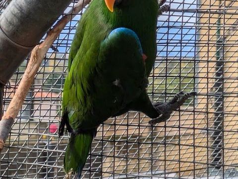 &eacute;clectus 500 31800 Landorthe