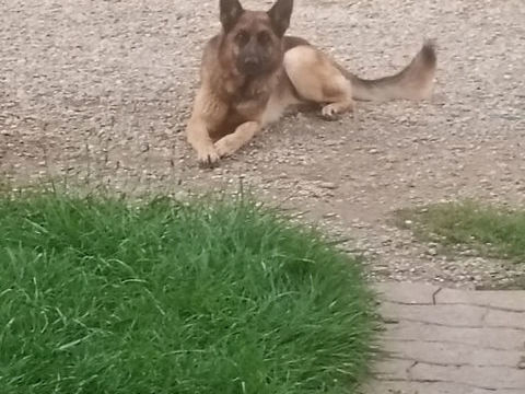 Don jeune berger allemand &agrave; contre coeur 0 01390 Mionnay