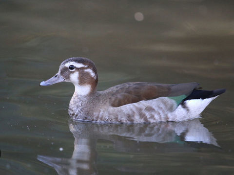 Sarcelles &agrave; Collier femelles 50 21210 Saulieu
