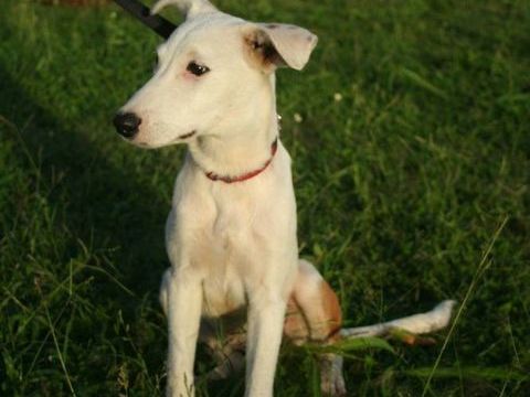 Hikari, femelle X crois&eacute; berger , n&eacute;e le 25/07/2025 🐶 300 95000 Boisemont