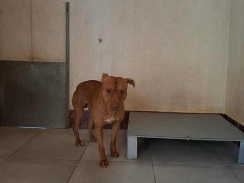 Chien APOLLO à l adoption 210 13001 Marseille