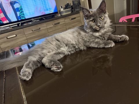 Maine Coon 1500 91180 Saint-germain-lès-arpajon