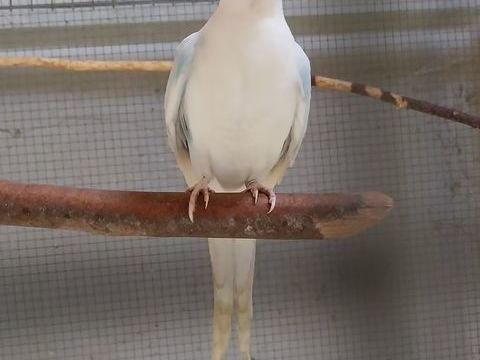 PRINCESSE DE GALLES 80 45490 Prfontaines