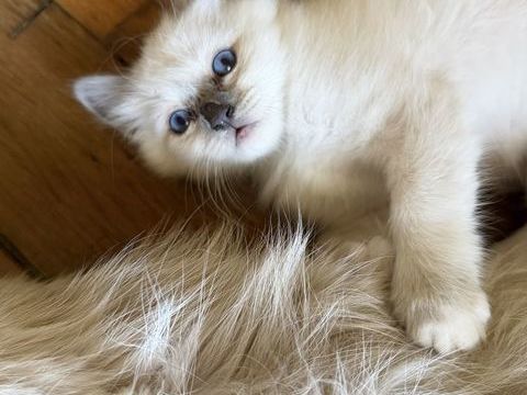 Magnifiques chatons sacr&eacute;s de Birmanie 900 89000 Auxerre